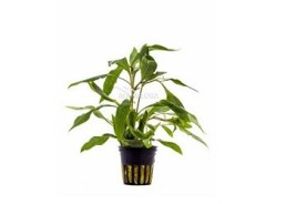 Hygrophila corymbosa 'Angustifolia' - Pot 5,5cm - Plantes en pots de 5,5cm - aquarium - Comptoir du Poisson exotique