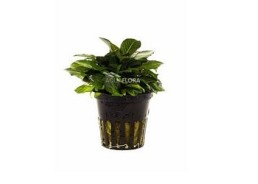 Hygrophila corymbosa 'Parvifolia' - Pot 5,5cm - Plantes en pots de 5,5cm - aquarium - Comptoir du Poisson exotique