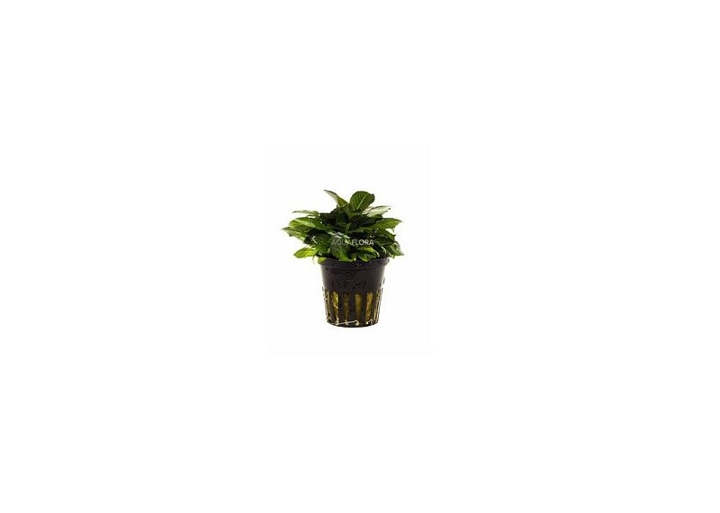 Hygrophila corymbosa 'Parvifolia' - Pot 5,5cm - Plantes en pots de 5,5cm - aquarium - Comptoir du Poisson exotique