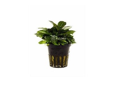 Hygrophila corymbosa 'Parvifolia' - Pot 5,5cm - Plantes en pots de 5,5cm - aquarium - Comptoir du Poisson exotique
