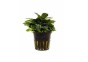 Hygrophila corymbosa 'Parvifolia' - Pot 5,5cm - Plantes en pots de 5,5cm - aquarium - Comptoir du Poisson exotique