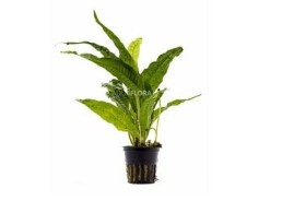 Microsorum pteropus - Pot 5,5cm - Plantes en pots de 5,5cm - aquarium - Comptoir du Poisson exotique