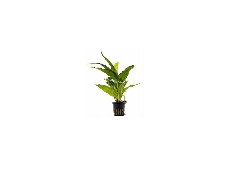 Microsorum pteropus - Pot 5,5cm - Plantes en pots de 5,5cm - aquarium - Comptoir du Poisson exotique