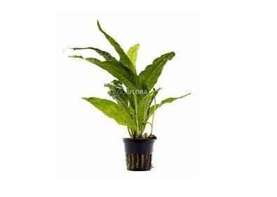Microsorum pteropus - Pot 5,5cm - Plantes en pots de 5,5cm - aquarium - Comptoir du Poisson exotique