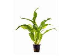 Microsorum pteropus 'Latifolia' - Pot 5,5cm - Plantes en pots de 5,5cm - aquarium - Comptoir du Poisson exotique