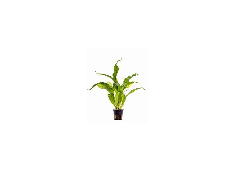 Microsorum pteropus 'Latifolia' - Pot 5,5cm - Plantes en pots de 5,5cm - aquarium - Comptoir du Poisson exotique
