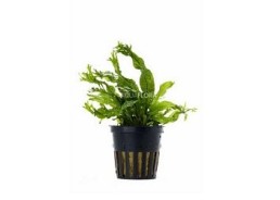Microsorum pteropus 'Windelov' - Pot 5,5cm - Plantes en pots de 5,5cm - aquarium - Comptoir du Poisson exotique
