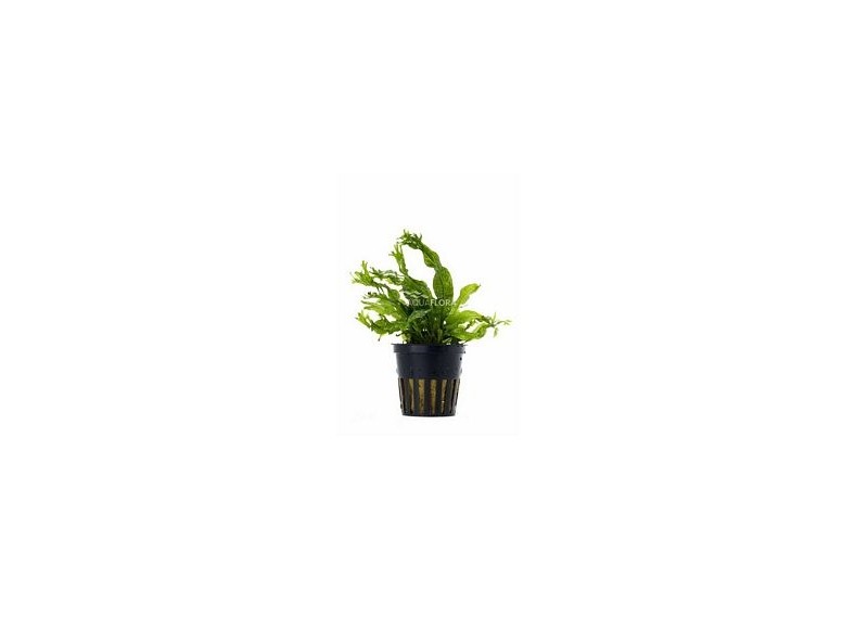 Microsorum pteropus 'Windelov' - Pot 5,5cm - Plantes en pots de 5,5cm - aquarium - Comptoir du Poisson exotique