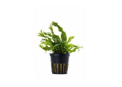 Microsorum pteropus 'Windelov' - Pot 5,5cm - Plantes en pots de 5,5cm - aquarium - Comptoir du Poisson exotique