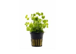 Lysimachia nummularia - Pot 5,5cm - Plantes en pots de 5,5cm - aquarium - Comptoir du Poisson exotique