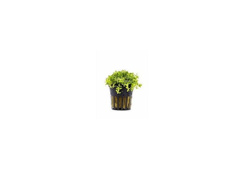 Micranthemum micranthemoides - Pot 5,5cm - Plantes en pots de 5,5cm - aquarium - Comptoir du Poisson exotique