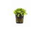 Micranthemum micranthemoides - Pot 5,5cm - Plantes en pots de 5,5cm - aquarium - Comptoir du Poisson exotique