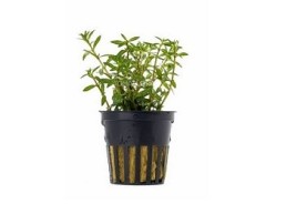 Ludwigia arcuata - Pot 5,5cm - Plantes en pots de 5,5cm - aquarium - Comptoir du Poisson exotique