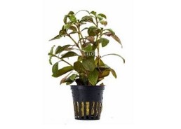 Ludwigia glandulosa - Pot 5,5cm - Plantes en pots de 5,5cm - aquarium - Comptoir du Poisson exotique