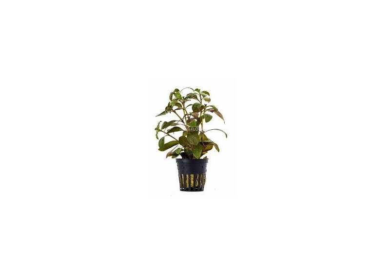 Ludwigia glandulosa - Pot 5,5cm - Plantes en pots de 5,5cm - aquarium - Comptoir du Poisson exotique