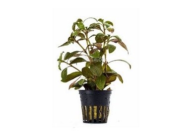 Ludwigia glandulosa - Pot 5,5cm - Plantes en pots de 5,5cm - aquarium - Comptoir du Poisson exotique