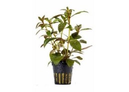 Ludwigia perennis - Pot 5,5cm - Plantes en pots de 5,5cm - aquarium - Comptoir du Poisson exotique