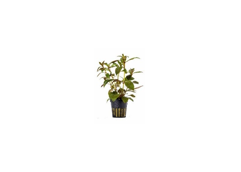 Ludwigia perennis - Pot 5,5cm - Plantes en pots de 5,5cm - aquarium - Comptoir du Poisson exotique