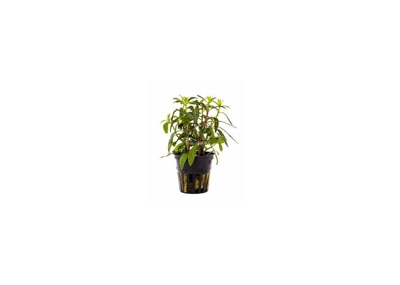 Limnophila aromatica - Pot 5,5cm - Plantes en pots de 5,5cm - aquarium - Comptoir du Poisson exotique