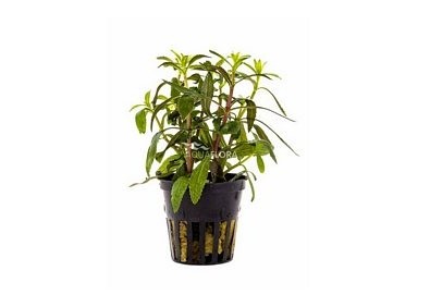 Limnophila aromatica - Pot 5,5cm - Plantes en pots de 5,5cm - aquarium - Comptoir du Poisson exotique