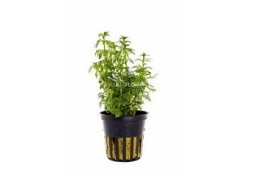 Limnophila heterophylla - Pot 5,5cm - Plantes en pots de 5,5cm - aquarium - Comptoir du Poisson exotique