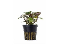Lobelia cardinalis - Pot 5,5cm - Plantes en pots de 5,5cm - aquarium - Comptoir du Poisson exotique