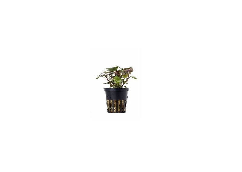 Lobelia cardinalis - Pot 5,5cm - Plantes en pots de 5,5cm - aquarium - Comptoir du Poisson exotique
