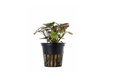 Lobelia cardinalis - Pot 5,5cm - Plantes en pots de 5,5cm - aquarium - Comptoir du Poisson exotique