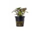 Lobelia cardinalis - Pot 5,5cm - Plantes en pots de 5,5cm - aquarium - Comptoir du Poisson exotique