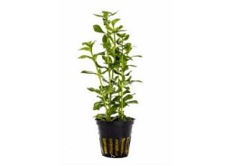 Hygrophila polysperma - Pot 5,5cm - Plantes en pots de 5,5cm - aquarium - Comptoir du Poisson exotique