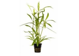 Hygrophila salicifolia - Pot 5,5cm - Plantes en pots de 5,5cm - aquarium - Comptoir du Poisson exotique