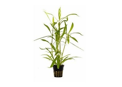 Hygrophila salicifolia - Pot 5,5cm - Plantes en pots de 5,5cm - aquarium - Comptoir du Poisson exotique