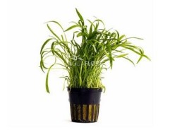 Lilaeopsis 'Novea-Zealandiae' - Pot 5,5cm - Plantes en pots de 5,5cm - aquarium - Comptoir du Poisson exotique