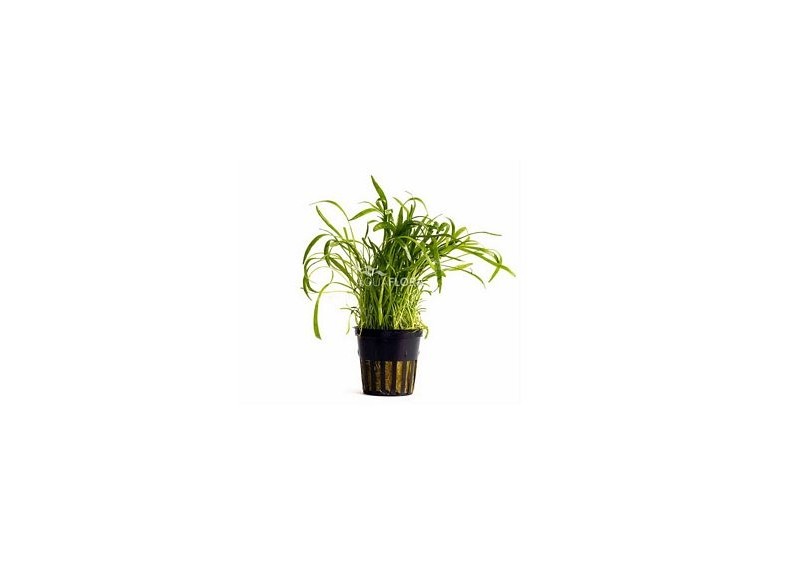 Lilaeopsis 'Novea-Zealandiae' - Pot 5,5cm - Plantes en pots de 5,5cm - aquarium - Comptoir du Poisson exotique