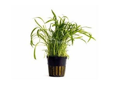 Lilaeopsis 'Novea-Zealandiae' - Pot 5,5cm - Plantes en pots de 5,5cm - aquarium - Comptoir du Poisson exotique