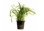Lilaeopsis 'Novea-Zealandiae' - Pot 5,5cm - Plantes en pots de 5,5cm - aquarium - Comptoir du Poisson exotique