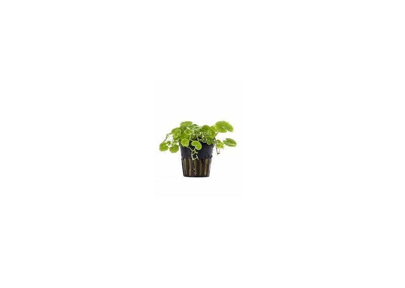 Hydrocotyle leucocephala - Pot 5,5cm - Plantes en pots de 5,5cm - aquarium - Comptoir du Poisson exotique