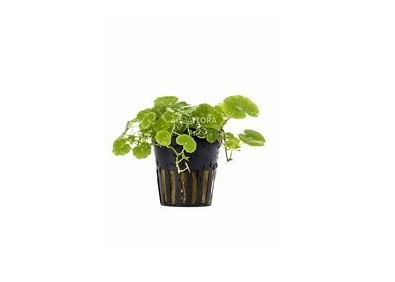 Hydrocotyle leucocephala - Pot 5,5cm - Plantes en pots de 5,5cm - aquarium - Comptoir du Poisson exotique