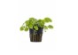 Hydrocotyle leucocephala - Pot 5,5cm - Plantes en pots de 5,5cm - aquarium - Comptoir du Poisson exotique