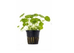 Hydrocotyle verticillata - Pot 5,5cm - Plantes en pots de 5,5cm - aquarium - Comptoir du Poisson exotique