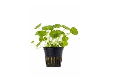 Hydrocotyle verticillata - Pot 5,5cm - Plantes en pots de 5,5cm - aquarium - Comptoir du Poisson exotique