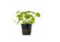 Hydrocotyle verticillata - Pot 5,5cm - Plantes en pots de 5,5cm - aquarium - Comptoir du Poisson exotique