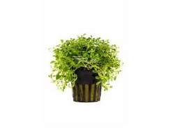 Glossostigma elatinoides - Pot 5,5cm - Plantes en pots de 5,5cm - aquarium - Comptoir du Poisson exotique