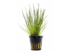 Eleocharis acicularis - Pot 5,5cm - Plantes en pots de 5,5cm - aquarium - Comptoir du Poisson exotique