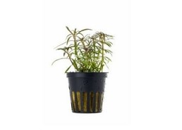 Eusteralis stellata - Pot 5,5cm - Plantes en pots de 5,5cm - aquarium - Comptoir du Poisson exotique