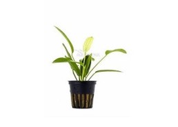 Echinodorus 'Tricolor' - Pot 5,5cm - Plantes en pots de 5,5cm - aquarium - Comptoir du Poisson exotique