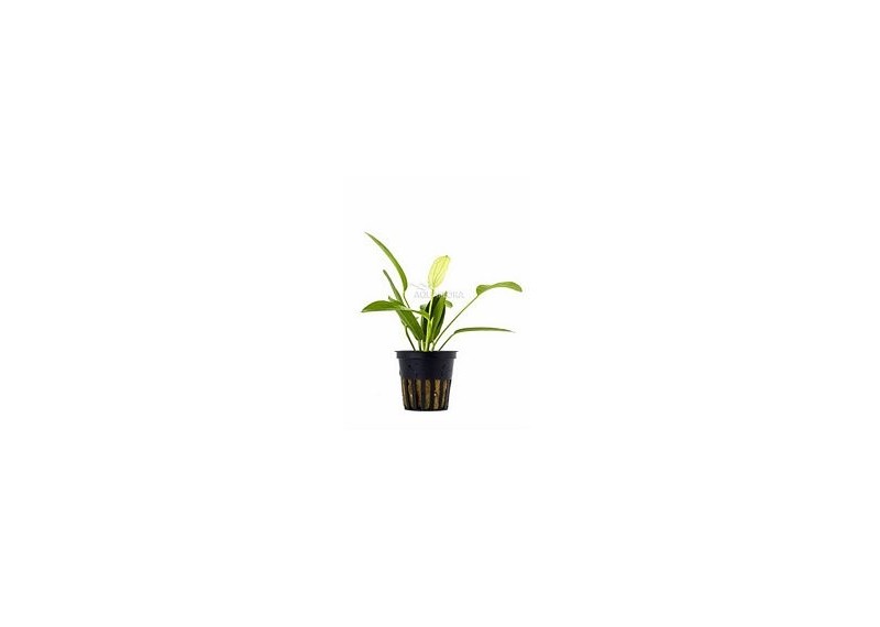 Echinodorus 'Tricolor' - Pot 5,5cm - Plantes en pots de 5,5cm - aquarium - Comptoir du Poisson exotique