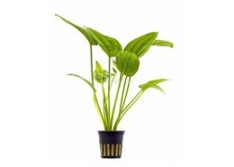 Echinodorus sp. 'Radicans' - Pot 5,5cm - Plantes en pots de 5,5cm - aquarium - Comptoir du Poisson exotique