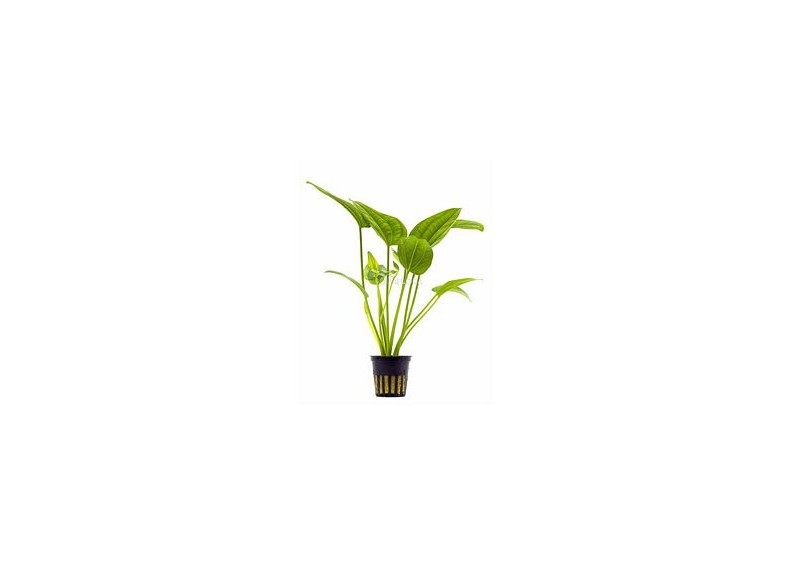 Echinodorus sp. 'Radicans' - Pot 5,5cm - Plantes en pots de 5,5cm - aquarium - Comptoir du Poisson exotique