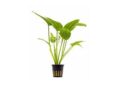 Echinodorus sp. 'Radicans' - Pot 5,5cm - Plantes en pots de 5,5cm - aquarium - Comptoir du Poisson exotique